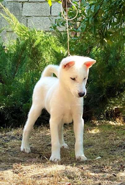 Щенки Японской собаки Кисю в Красноярске фото 11