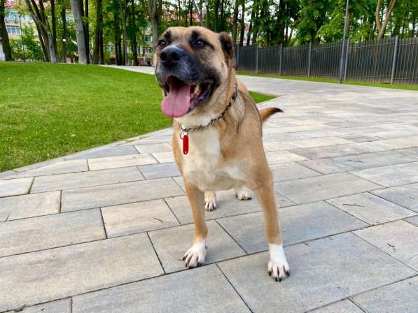 Идеальная собачка метис бурбуля в Москве