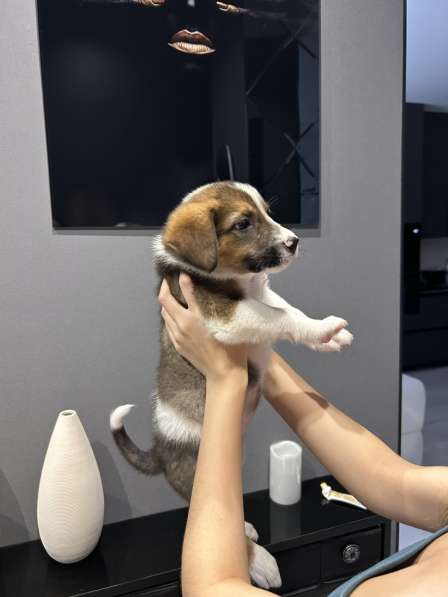 Милое создание в добрые руки в Ессентуках фото 3