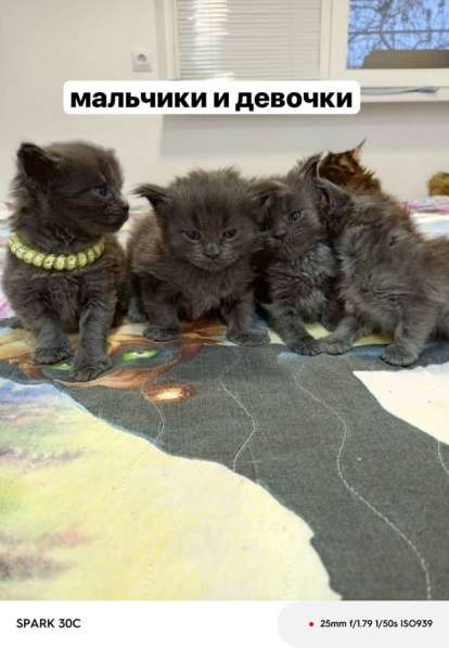 Котята Мейн-Кун в Старой Руссе фото 4