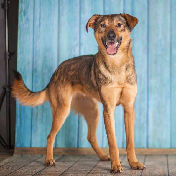 Собачка Симона (просто прелесть) в добрые руки в Москве