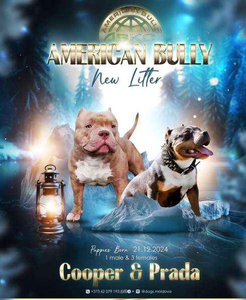 Шикарные щенки Американ Булли покет в фото 17