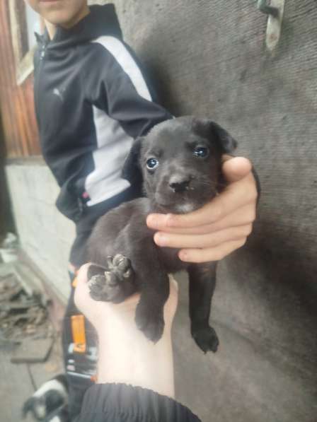 Собачки