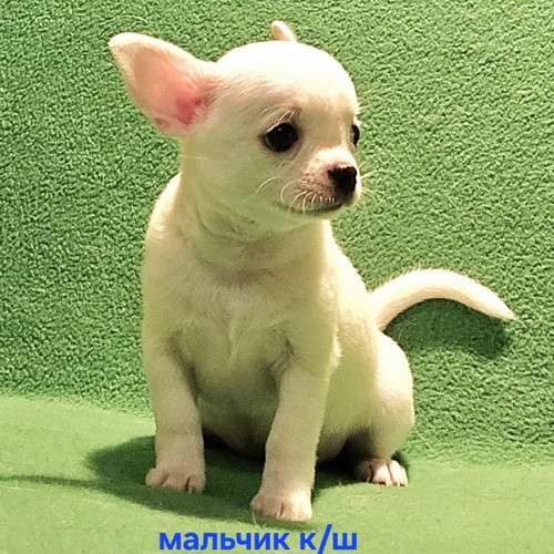 Великолепный мальчик чихуахуа в Москве фото 8