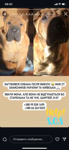 Мини малышка тип кобби в фото 6