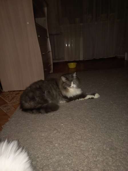 Кот сибиряк,4 года в Новосибирске фото 52