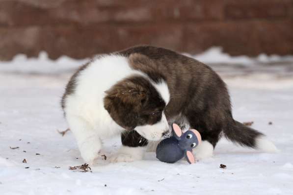 Вельш корги кардиган в Москве фото 8