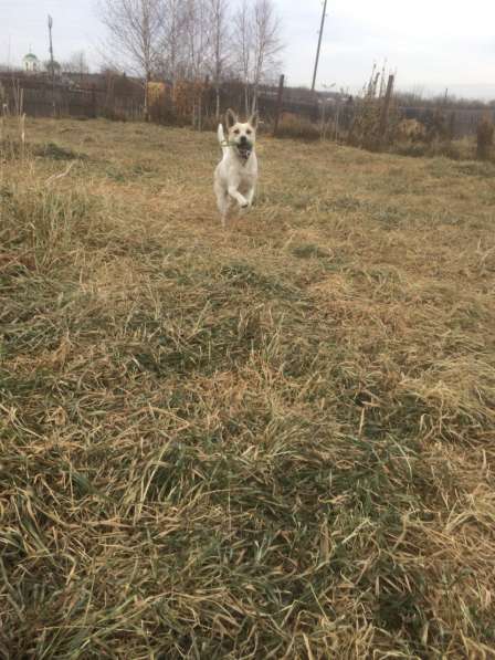 Фростик ищет дом в Красноярске фото 3