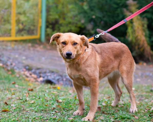 Мягкая и послушная молодая собака ищет дом в Санкт-Петербурге фото 7