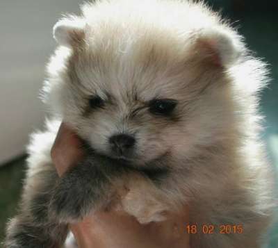 красивые щенки померанского шпица в Владикавказе фото 4