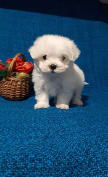 Щенки мальтезе чистокровные в Москве