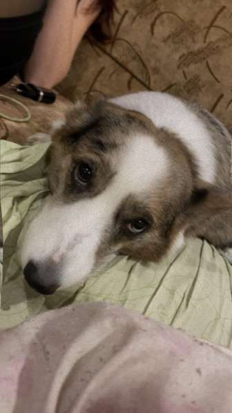 Вельш корги кардиган в Новокузнецке фото 3