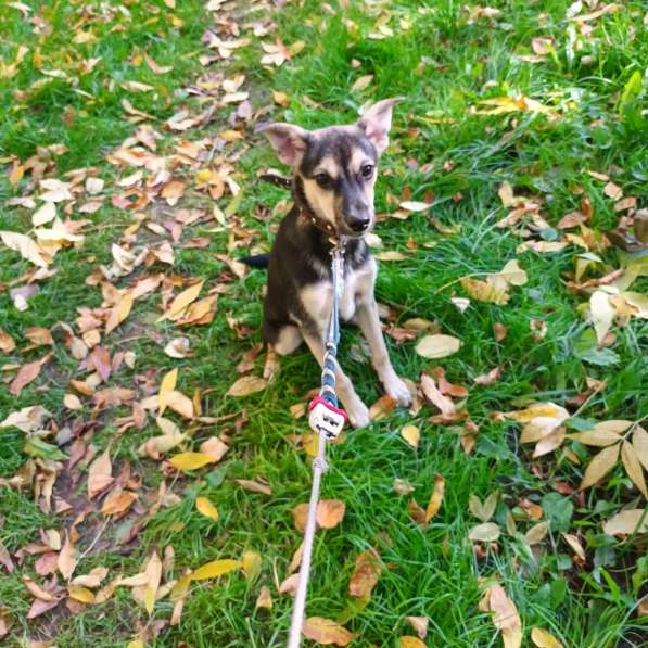 Домашний щенок от небольшой собачки в Санкт-Петербурге фото 14