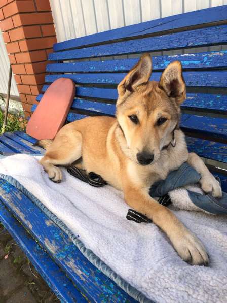 Щенок в добрые руки в Санкт-Петербурге фото 6