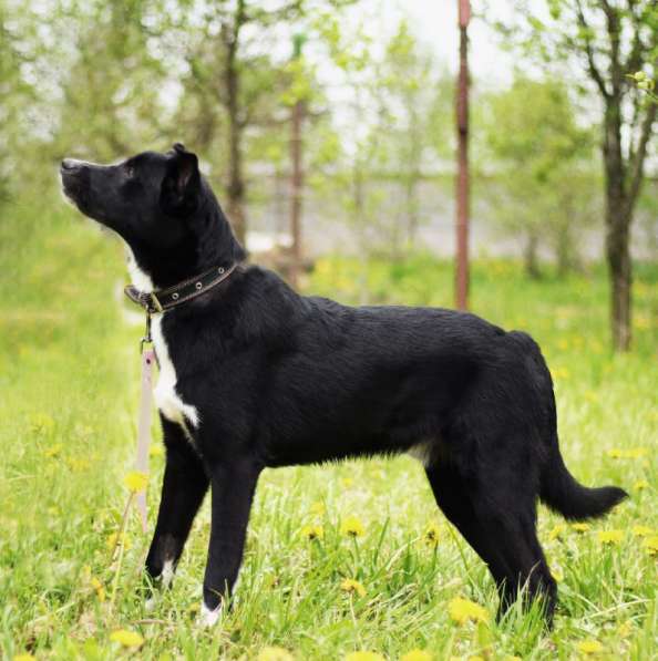 Щенок ЛЕКСУС ищет дом в Москве фото 5