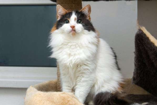 Трехцветная пушистая спокойная кошка-куколка Африка в дар в Москве фото 4