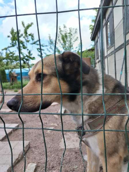 Домашний пёс-потеряшка ищет новую семью в Санкт-Петербурге фото 7