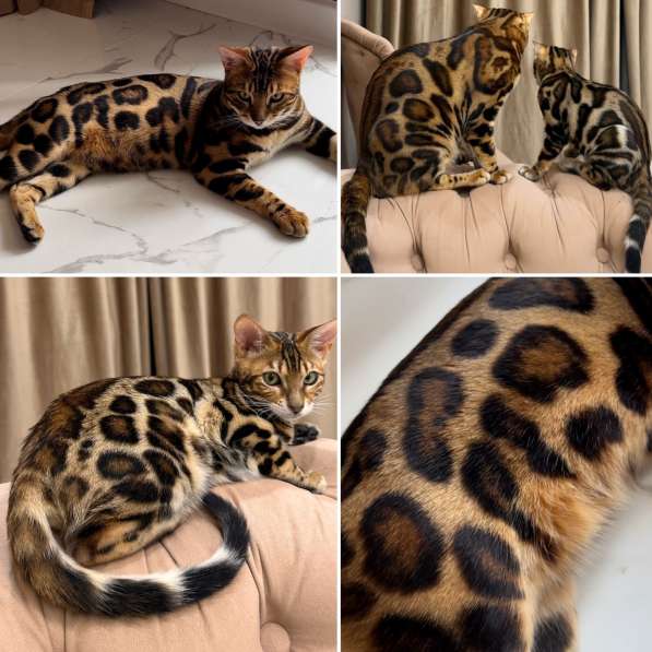 Бенгальские котята