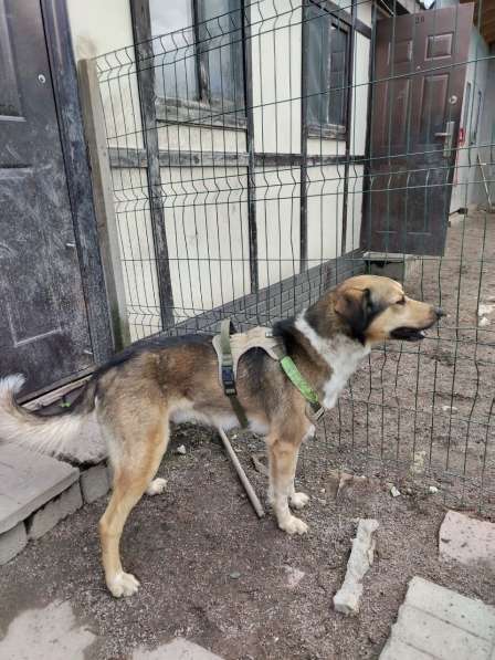 Домашний пёс-потеряшка ищет новую семью в Санкт-Петербурге фото 5