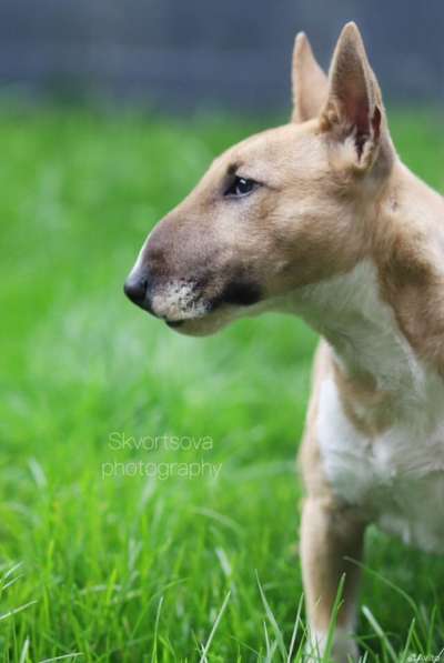 Щенок мини бультерьер, мальчик