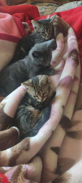 Отдам котят в добрые руки