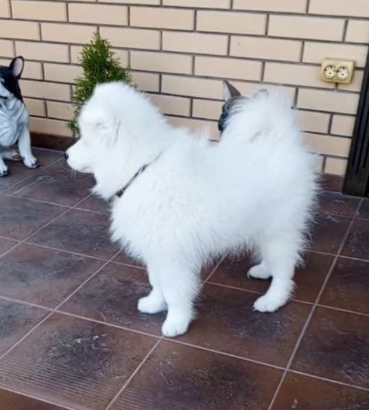 Самоед. Boy в фото 3