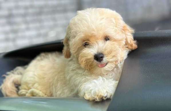 Maltipoo. Mini girl в 