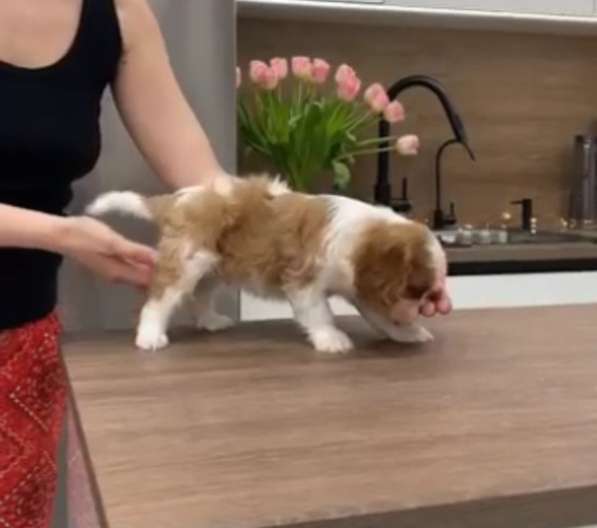 Щенок мальчик в Москве