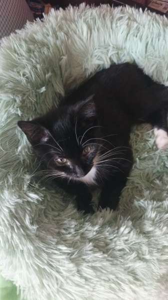 Котенок Ярик