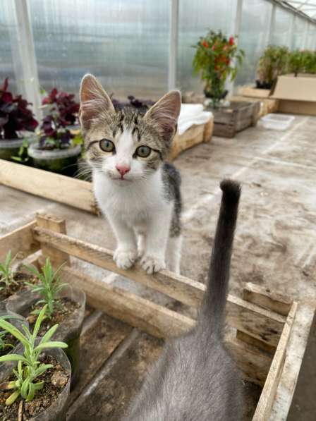 Котята в добрые руки в Самаре фото 4