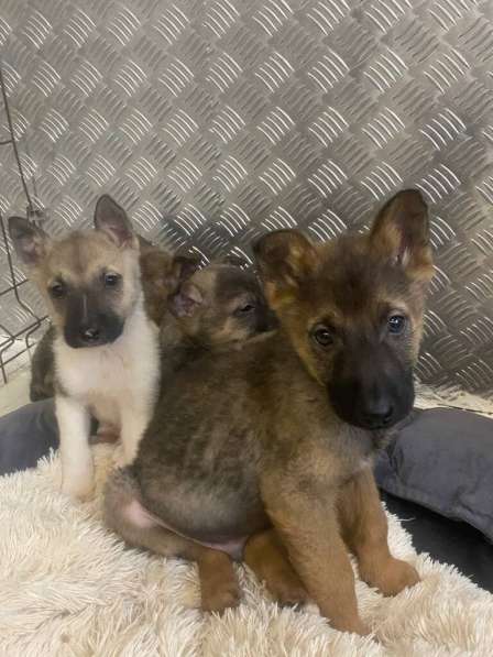 7 очаровательных щенят в дар в Москве фото 7