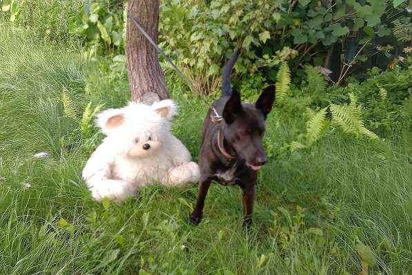 Прекрасная собака-охранница Бэтта в дар в 