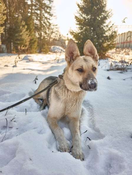 Веста ищет дом! в Москве фото 10