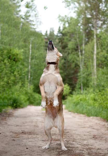 Бетти — та самая, Ваша идеальная собака в Москве фото 4