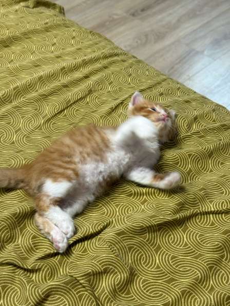 Котята в Москве фото 3