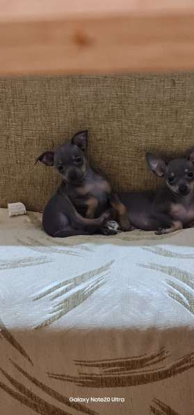 Дети той терьера в Санкт-Петербурге фото 6