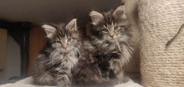 10Wochen alte reinrassige Maine Coon Kitten - 6x Kitten в фото 9