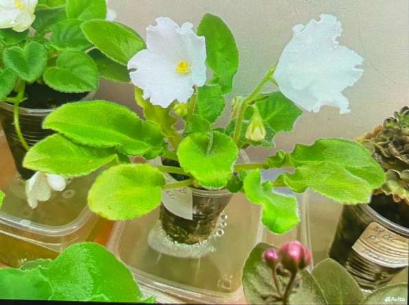 Сортовые фиалки в Майкопе фото 4