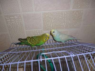 Продам двух волнистых попугаев, все вкл. в Хабаровске фото 3