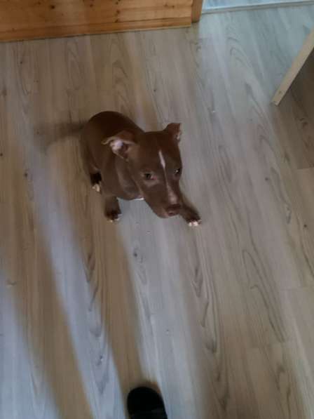 Американский питбультерьер в Ярославле фото 5