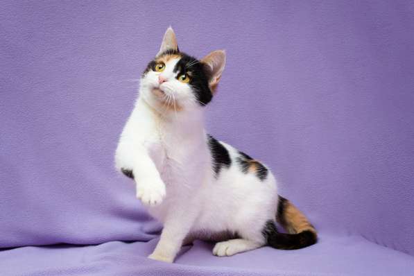 Яркий трехцветный котёнок Варя в дар в Москве фото 4