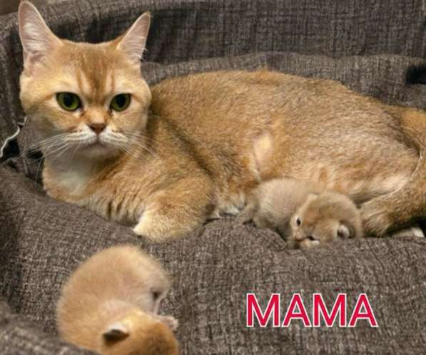 Котёнок золотая шиншилла в Калуге фото 3