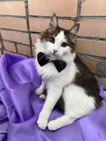 Ласковый котик Рон ищет семью! в Москве фото 6