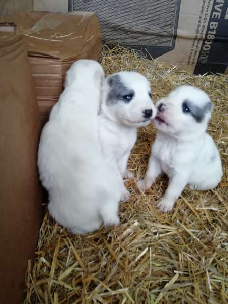 Щенки Среднеазиатской овчарки в Москве фото 15