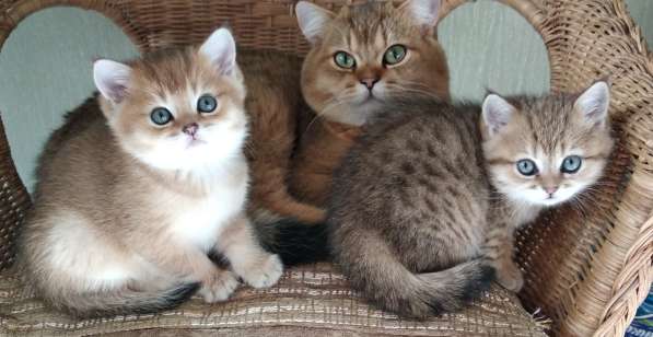 Британские золотые шиншиллы в Химках фото 13