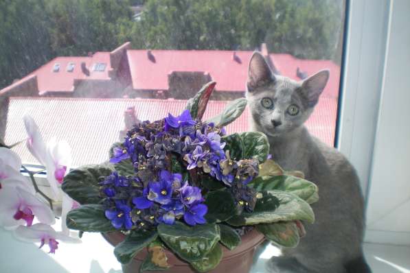 Русские голубые котята в Санкт-Петербурге фото 3