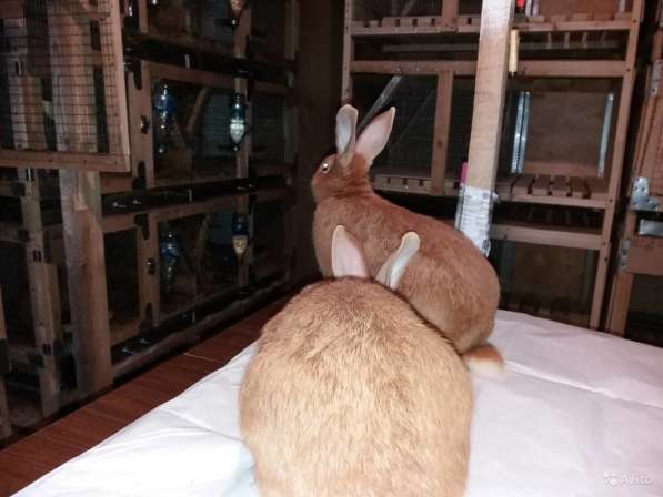 Бургундские кролики в Великих Луках фото 4