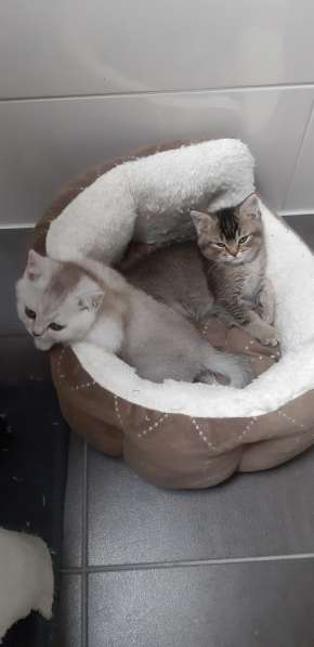 Милые шотландские/британский котята в фото 9