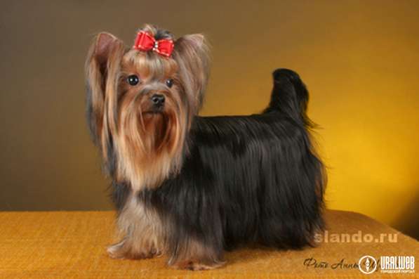 Йоркширские терьеры, питомник, с доставкой в Екатеринбурге