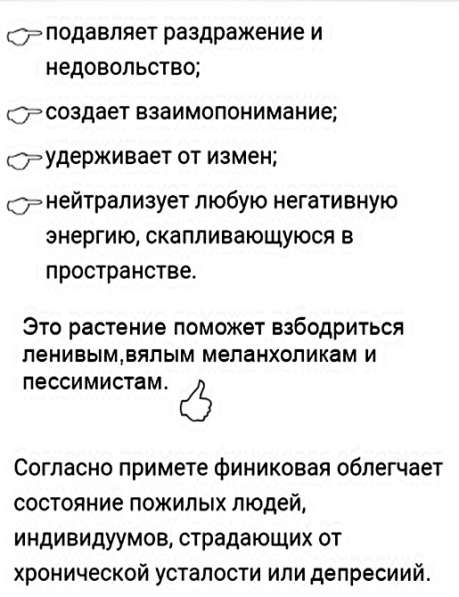 Продаются Финиковые Пальмы в фото 24